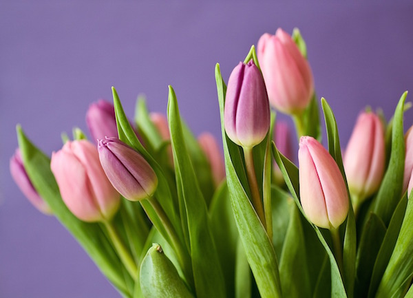 Belastingbetaler In de naam Vervagen Bloemenwinkel met opties voor online bloemen bestellen